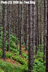 Pine Trees along the Gatewood Trail, Spruce Knob, WV