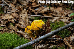 Mushrooms, Spruce Knob, WV
