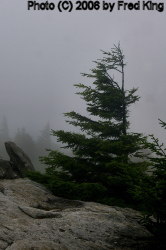 Trees and Fog, Spruce Knob, WV