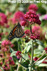 Monarch Butterfly, Davenport, CA