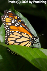 Monarch Butterfly, Brookside Gardens, Wheaton, MD