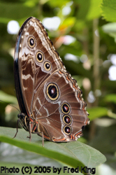 Morpho Butterfly, Brookside Gardens, Wheaton, MD