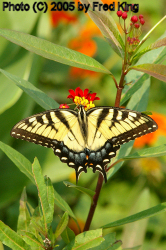 Tiger Swallowtail Butterfly, Brookside Gardens, Wheaton, MD