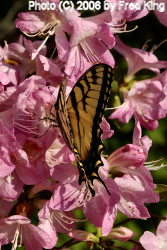 Yellow Swallowtail Butterfly, Brookside Gardens, Wheaton, MD
