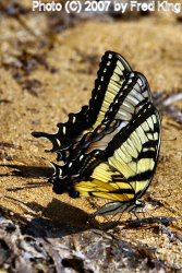 Swallowtail Butterflies, Elk Neck State Park, MD