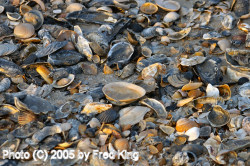 Shells, Assateague Island