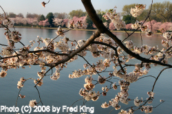 Cherry Blossoms and Tidal Basin