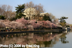 Jefferson Monument and Cherry Trees