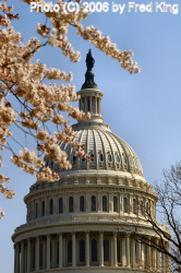 Capitol Dome through Cherry Trees