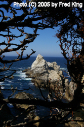 Rocks and Trees, Point Lobos, CA