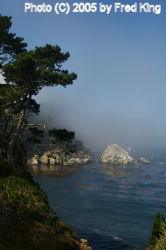 Foggy Morning, Point Lobos, CA
