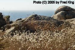 Grasses, Point Lobos, CA