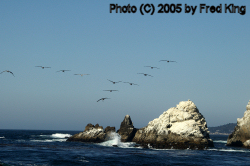 Gulls, Point Lobos, CA