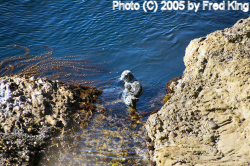 Sea Lion, Point Lobos, CA