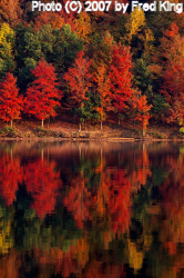 Fall Trees, Lake Habeeb, Rocky Gap State Park, MD