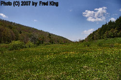 Meadow near Spruce Knob Lake