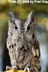 Screech Owl, Rocky Gap State Park, MD