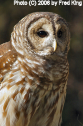 Barred Owl, Rocky Gap State Park, MD
